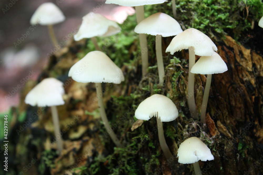 petits champignons petits champignons