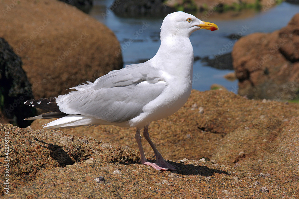 Fototapeta premium Möwe in dere Bretagne