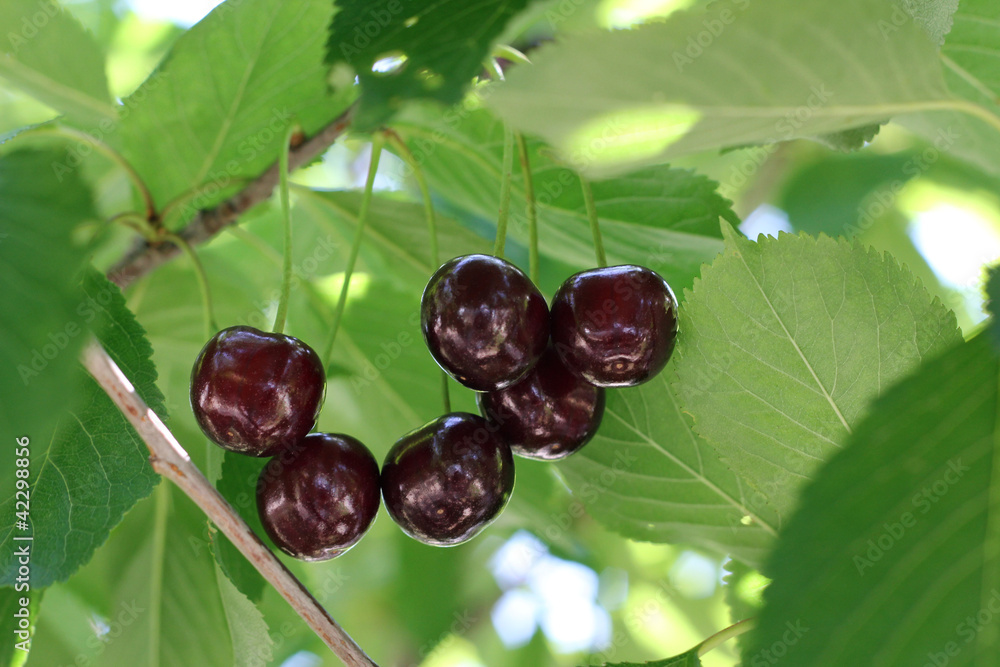 Naklejka premium Black cherries on a tree