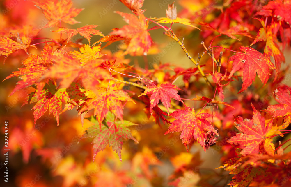 Beautiful red japanese maple leaves at fall Beautiful red japanese maple leaves at fall
