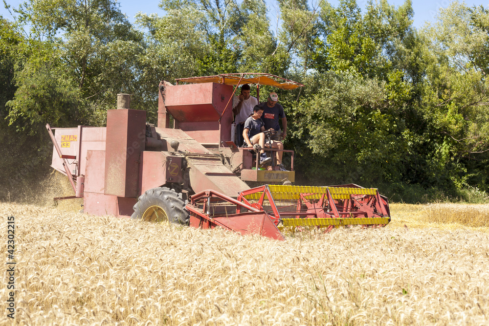 Fototapeta premium Combine Harvester in field