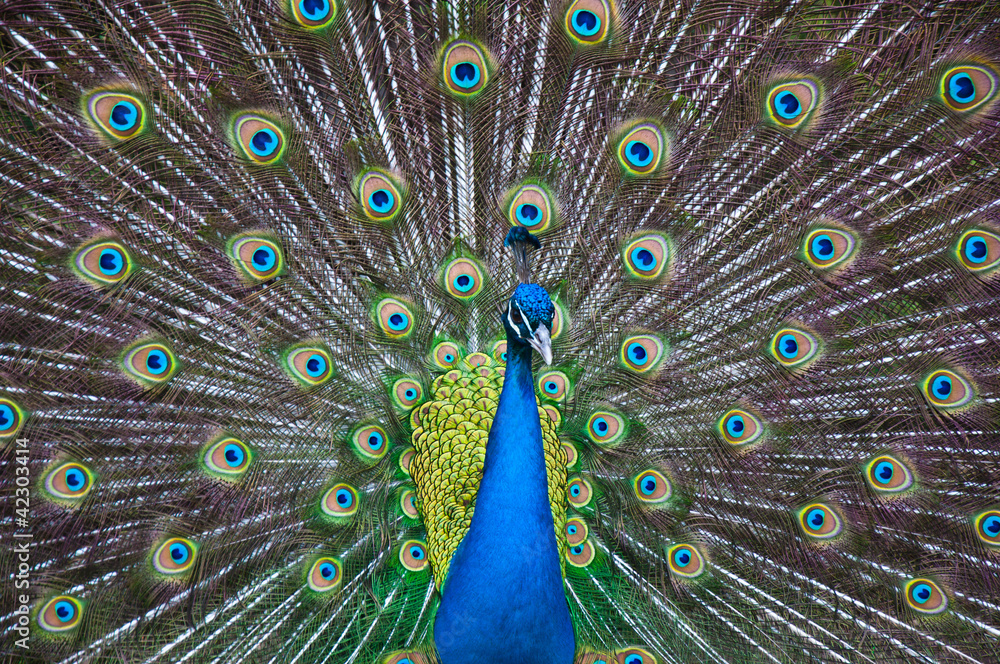 Naklejka premium Peacock display