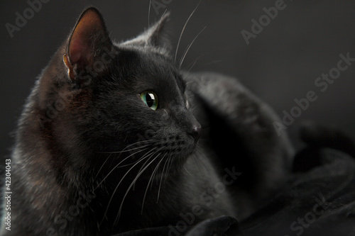 black cat © Vasiliy Koval