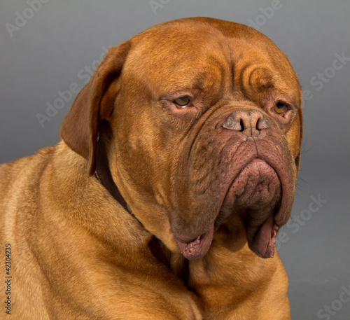 Dogue De Bordeaux dog laying down and looking sad dog with huge