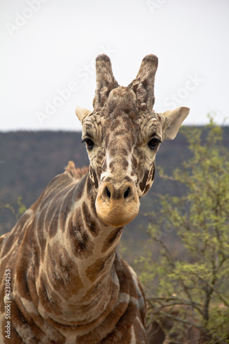 Fototapeta Naklejka Na Ścianę i Meble -  Head and neck of giraffe looking directly at camera