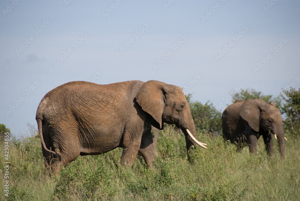Elephants in grass