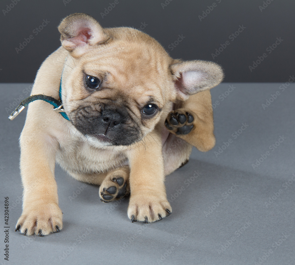 French bulldog puppy sitting and scratching his ear