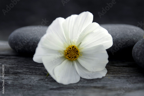 Spring white flower and stones on old wood texture