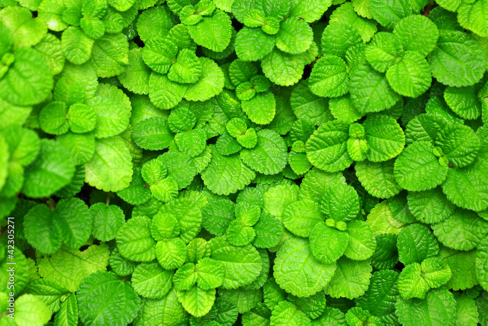 Obraz premium Fresh leaf