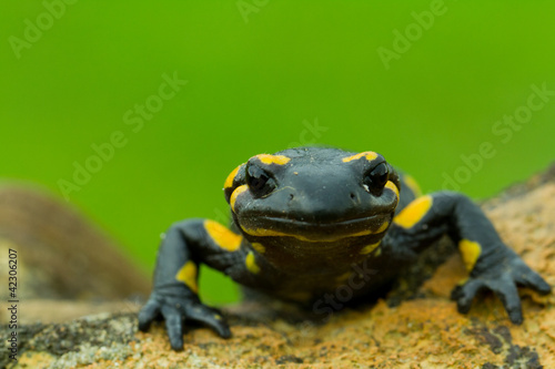 Salamander © Gorilla