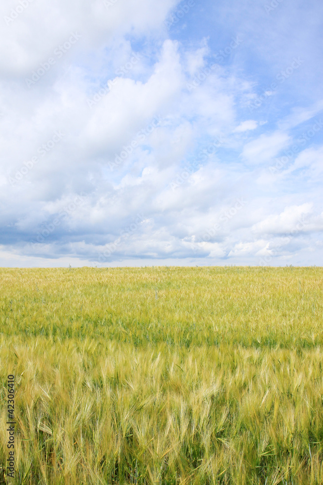 Spring Field of gold green Barley Spring Field of gold green Barley