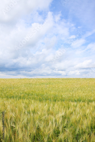 Spring Field of gold green Barley