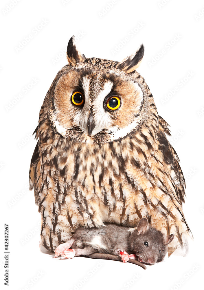 owl with pray isolated on the white background owl with pray isolated on the white background
