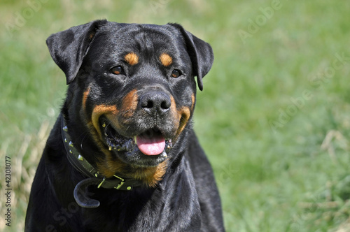 Wallpaper Mural Rottweiler Dog Torontodigital.ca