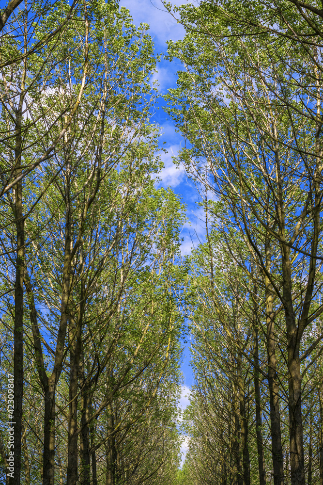 Obraz premium woodland