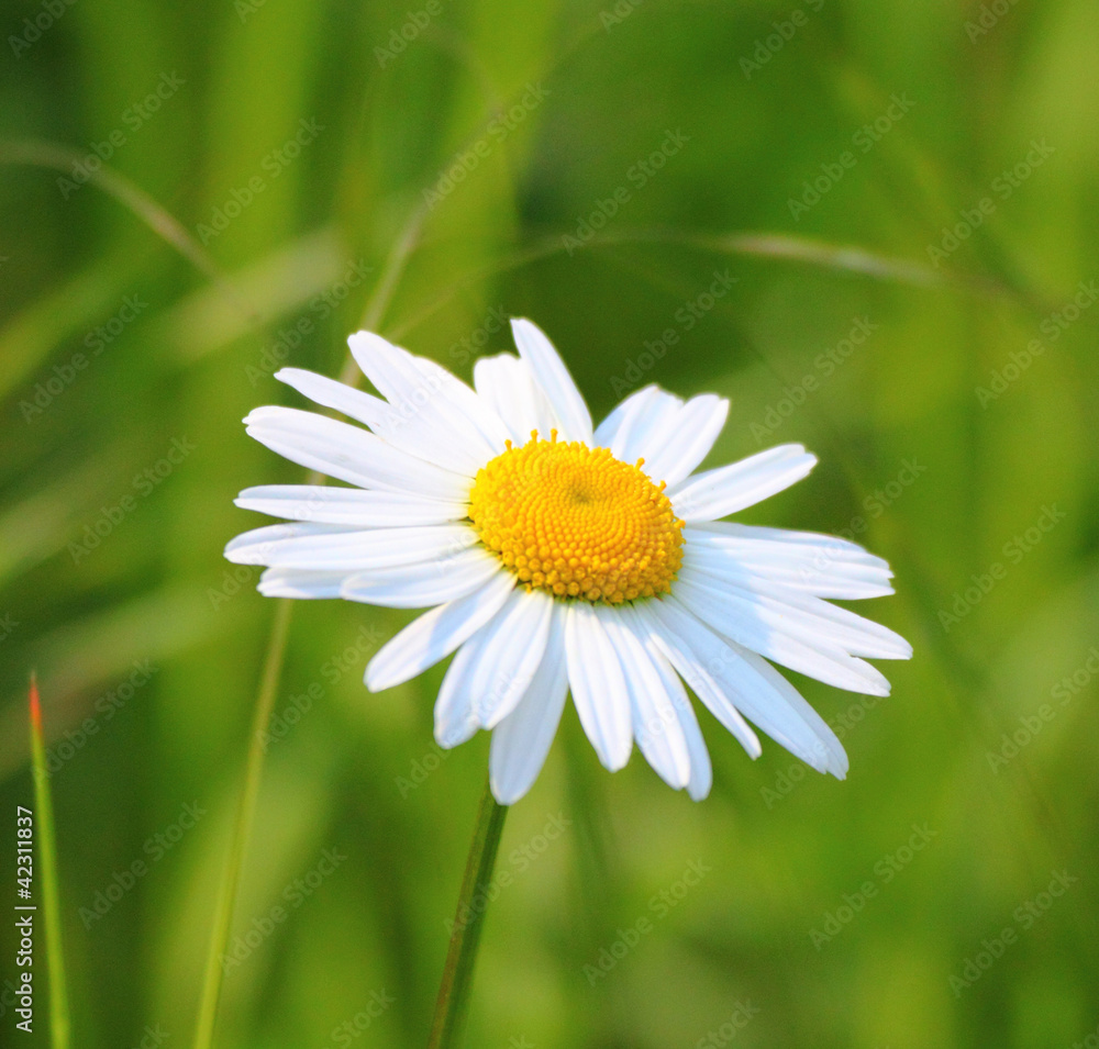 Fototapeta premium Margaritenblüten Butterblume