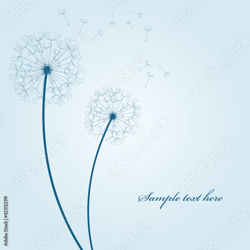 vector dandelion background