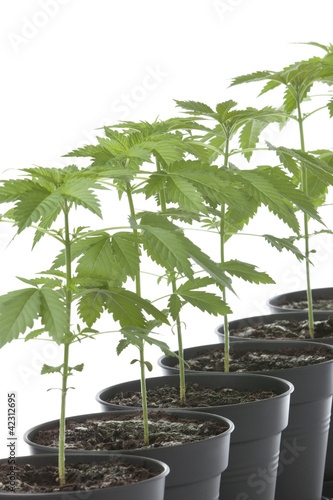 Marijuana plants in plastic pot photo