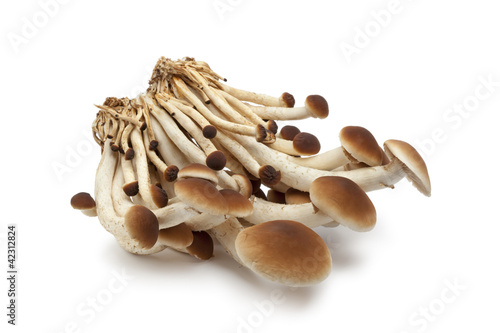 Fresh cluster of Pioppino mushrooms