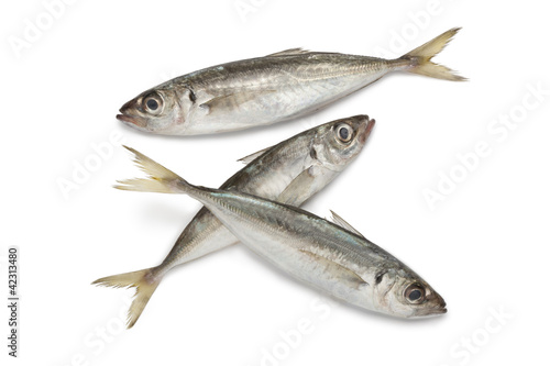Atlantic horse mackerels