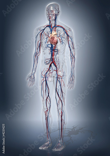 Fotografie 3d-Modell eines gläsernen Menschen mit Herz / Kreislaufsystem