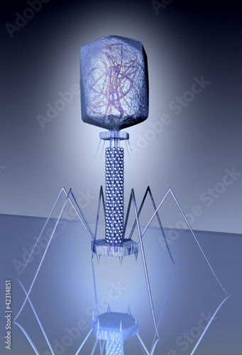 3D-Modell einer T4-Phage photo