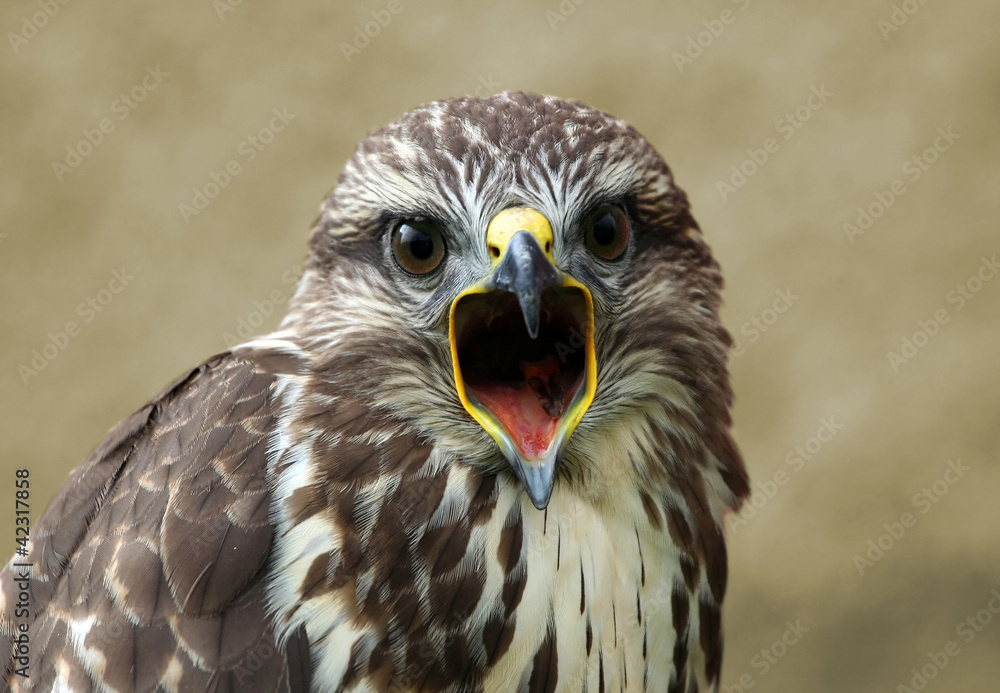 Obraz premium Shrieking bird