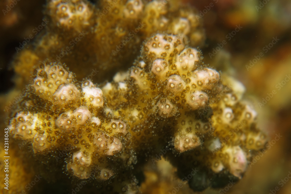 Coral Coral