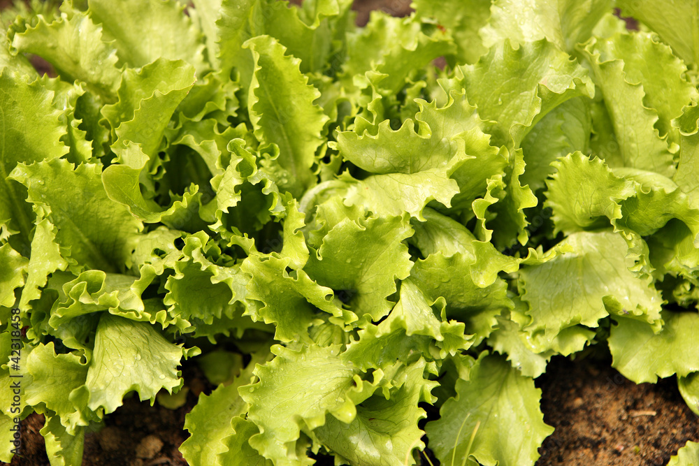 Organic lettuce Organic lettuce