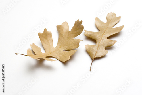 Oak Leaves
