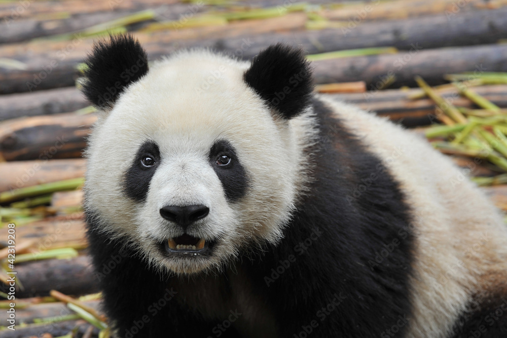 Giant panda bear looking in camera Giant panda bear looking in camera