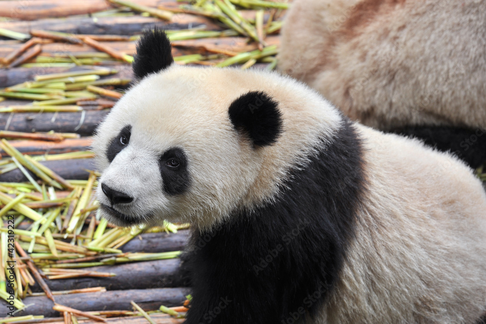 Obraz premium Hungry giant panda bear