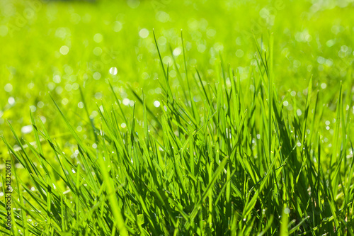 background of fresh spring grass
