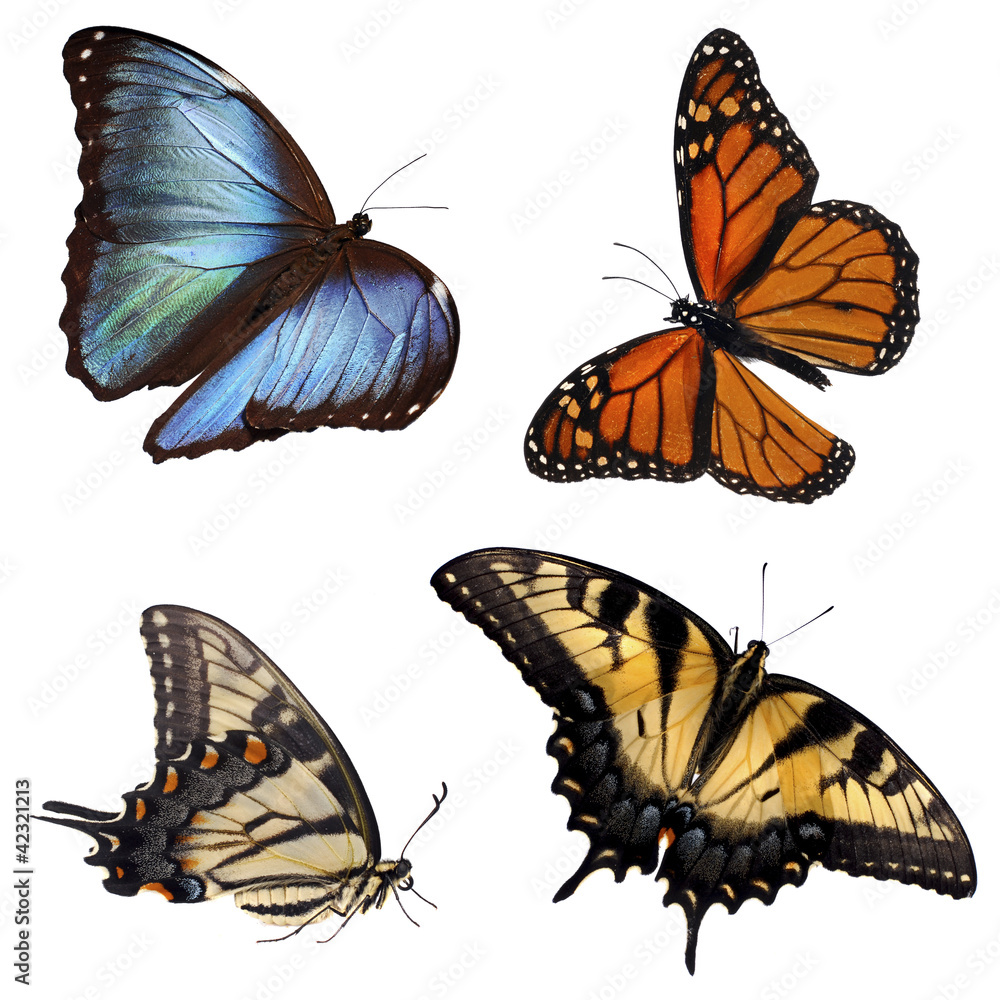Naklejka premium Butterflies