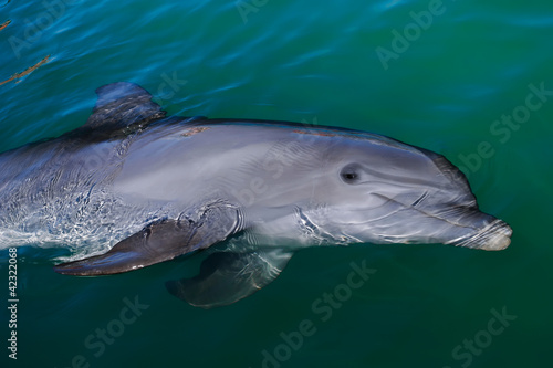 Playful dolphin © Nolte Lourens