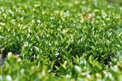 Green bush