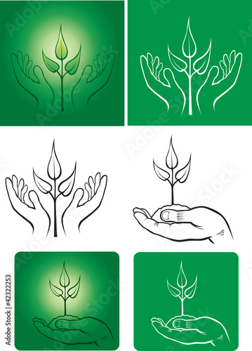 Hands holding sapling in soil