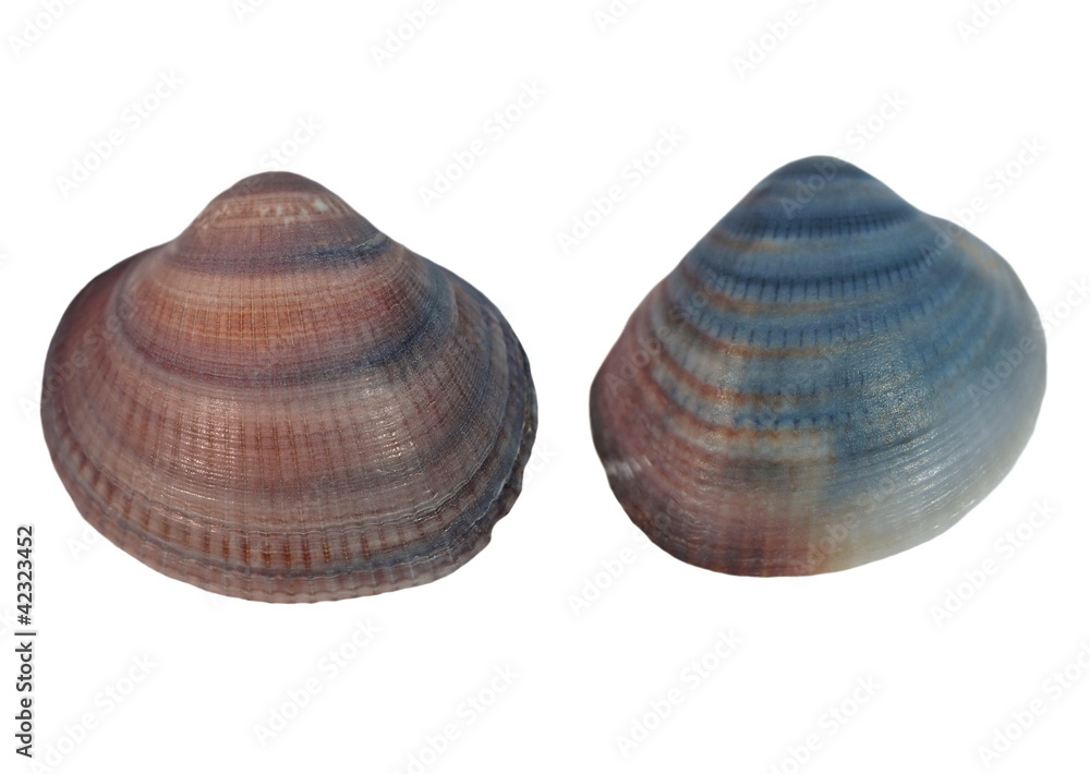 Sea shells isolated on white background Sea shells isolated on white background