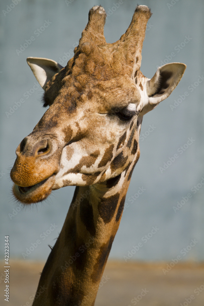 Fototapeta premium Close-up of a giraffe