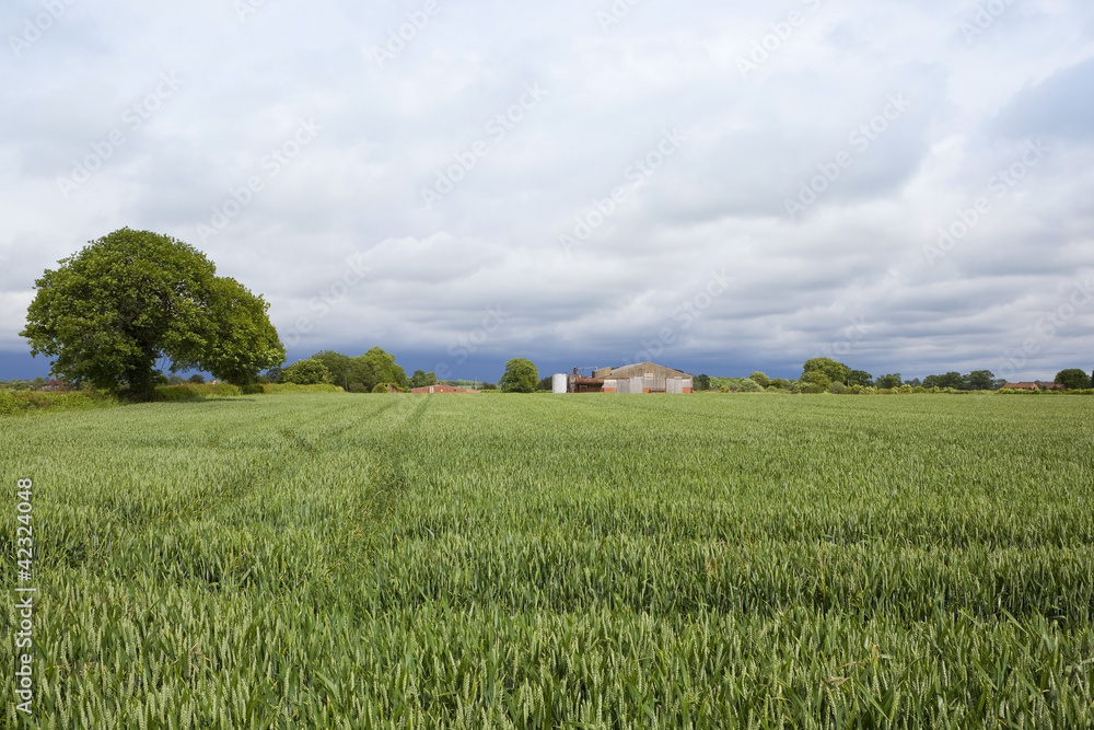 english landscape with farm