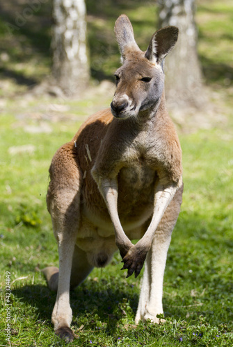 kangaroo red, Macropus rufus
