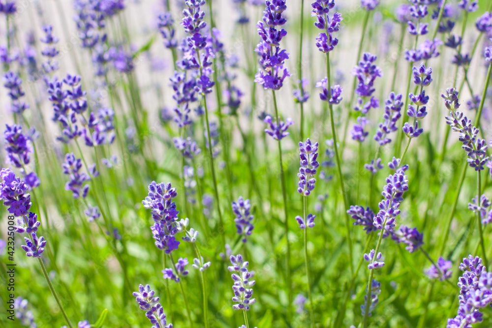 Fototapeta premium Lavender