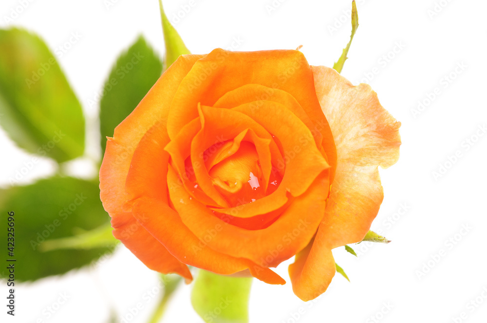 rose