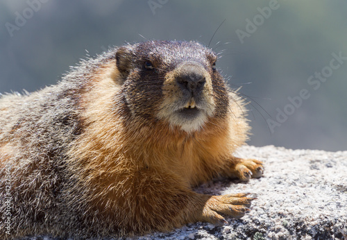 Portrait of Yellow Bellied Marmot