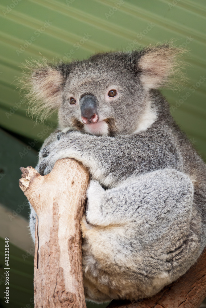 Naklejka premium Koala