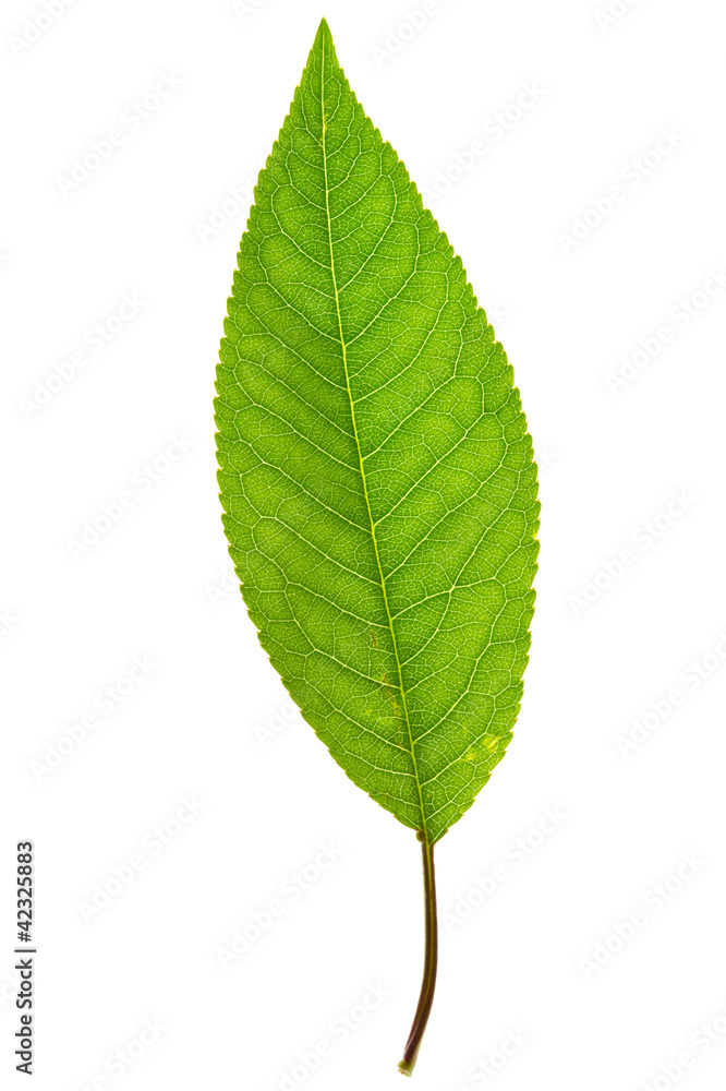 Fototapeta premium sweet cherry leaf