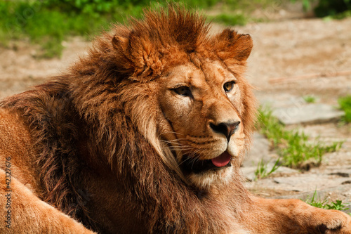 close-up of berber lion head