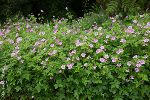 Fototapeta Naklejka Na Ścianę i Meble -  geranium cranesbill winscombe
