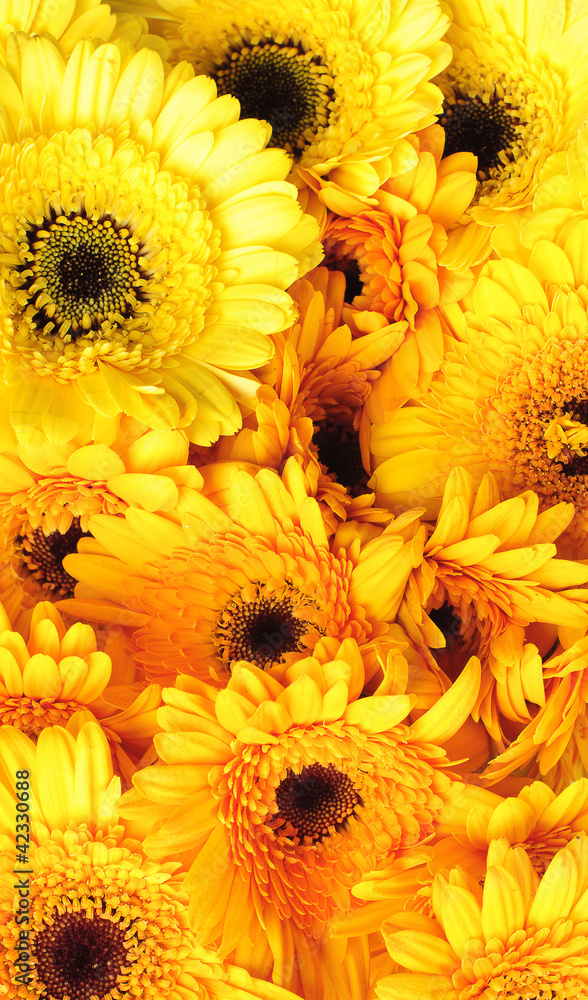 gerbera