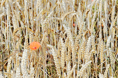 wheat field photo